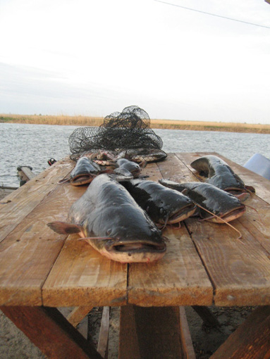 Фото Митричево