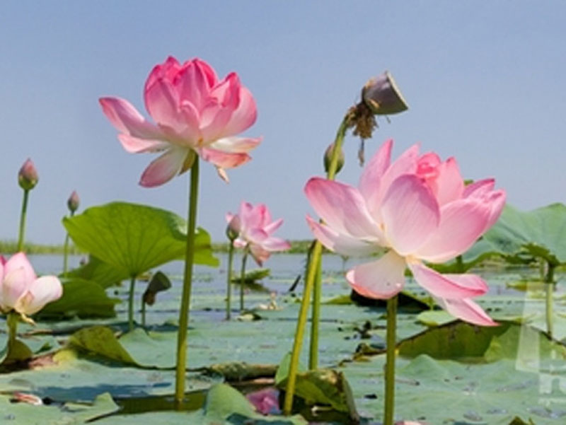 Фото Митричево