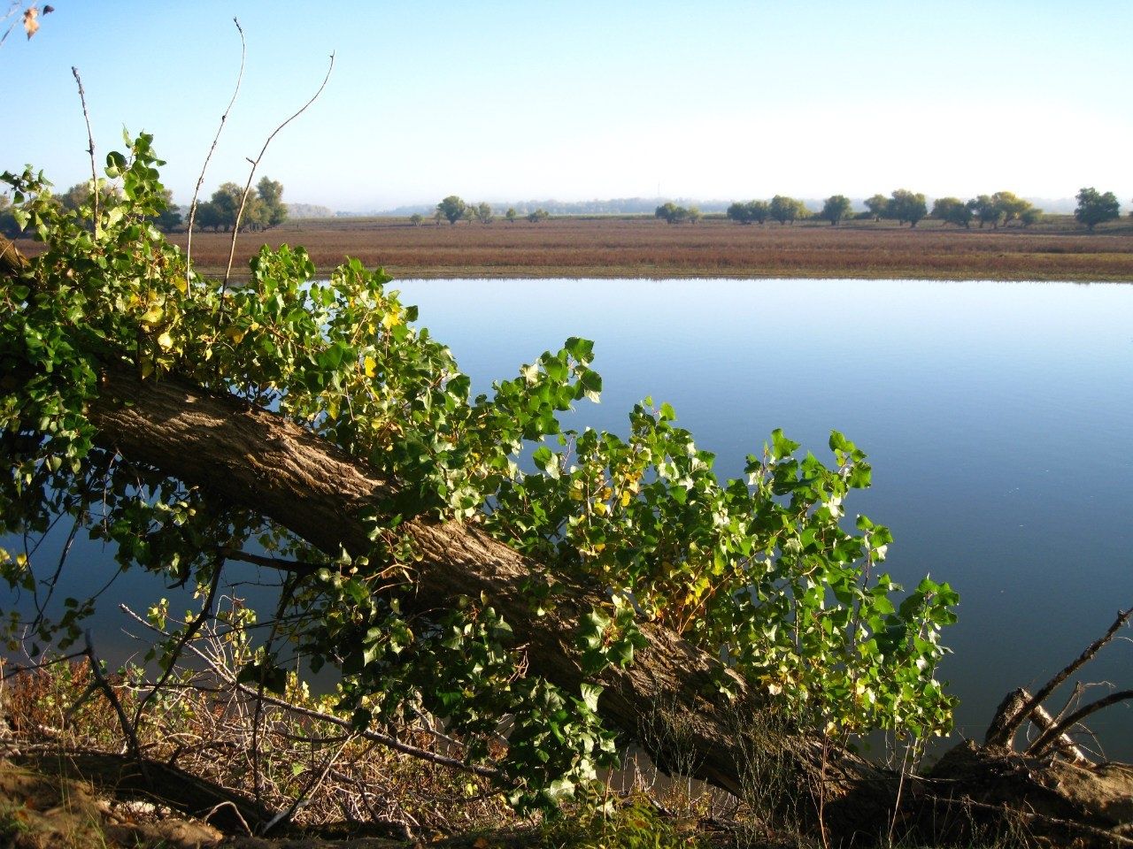 Фото Алимовский плес