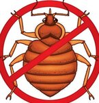 Anti Pest (Mineralnaya Street, 13Ч), desinfección, desinsectación, desratización