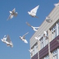 School GBOU Secondary School № 335 of the Pushkin District of St. Petersburg, Pushkin, photo