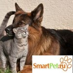 Smartpet.ru (Каширский пр., 17, стр. 5), зоомагазин в Москве