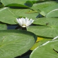 Environmental organization Eko partner, Voronezh, photo