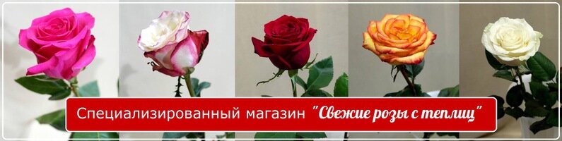 Доставка Цветов В Кунгур Через Интернет Магазин