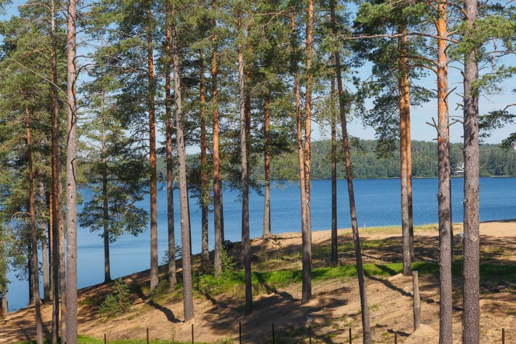 Фото Лесная Рапсодия