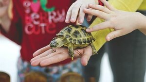 Forest Embassy (Mendeleyeva Street, 205А), zoo