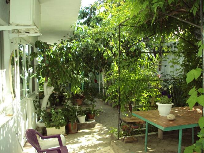 Фото Кипарис