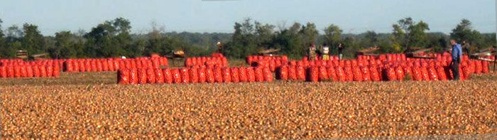 Agricultural goods Selskokhozyaystvennaya produktsiya, ofis, Rostov Oblast, photo