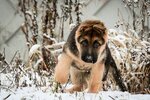 Питомник немецких овчарок С Путиловой Горы (ш. Революции, 90), питомник животных в Санкт‑Петербурге