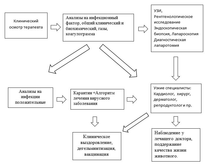 План клинического исследования животного