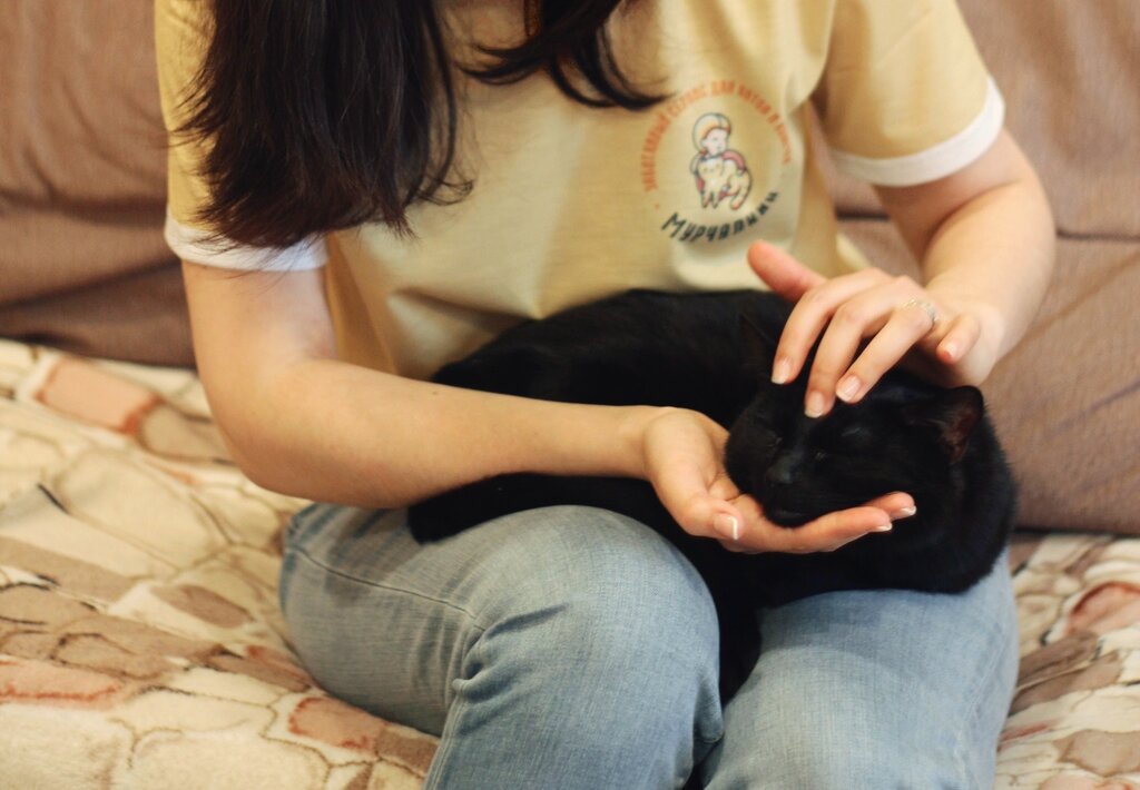 How is Pet Cremation Done?