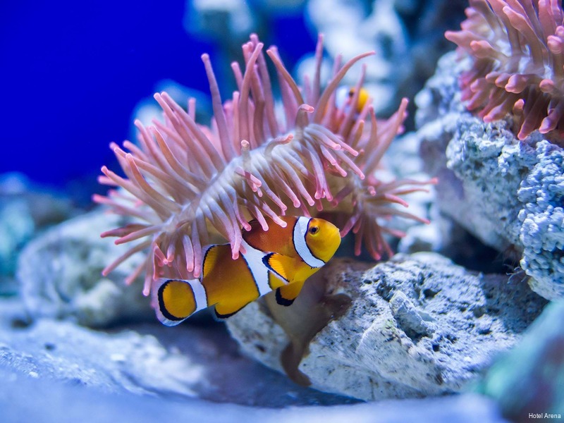 Фото Hotel Arena