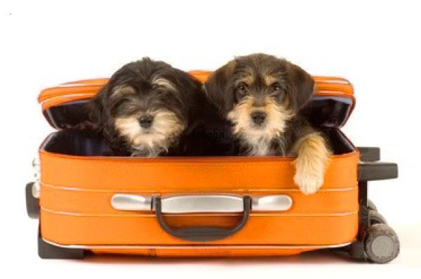 Фото Villa Alberti Hotel