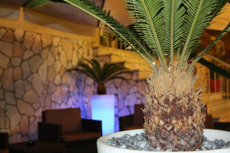 Фото Hotel Camelia