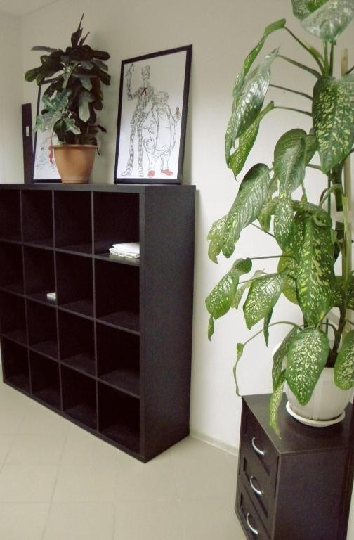 Фото Базилик