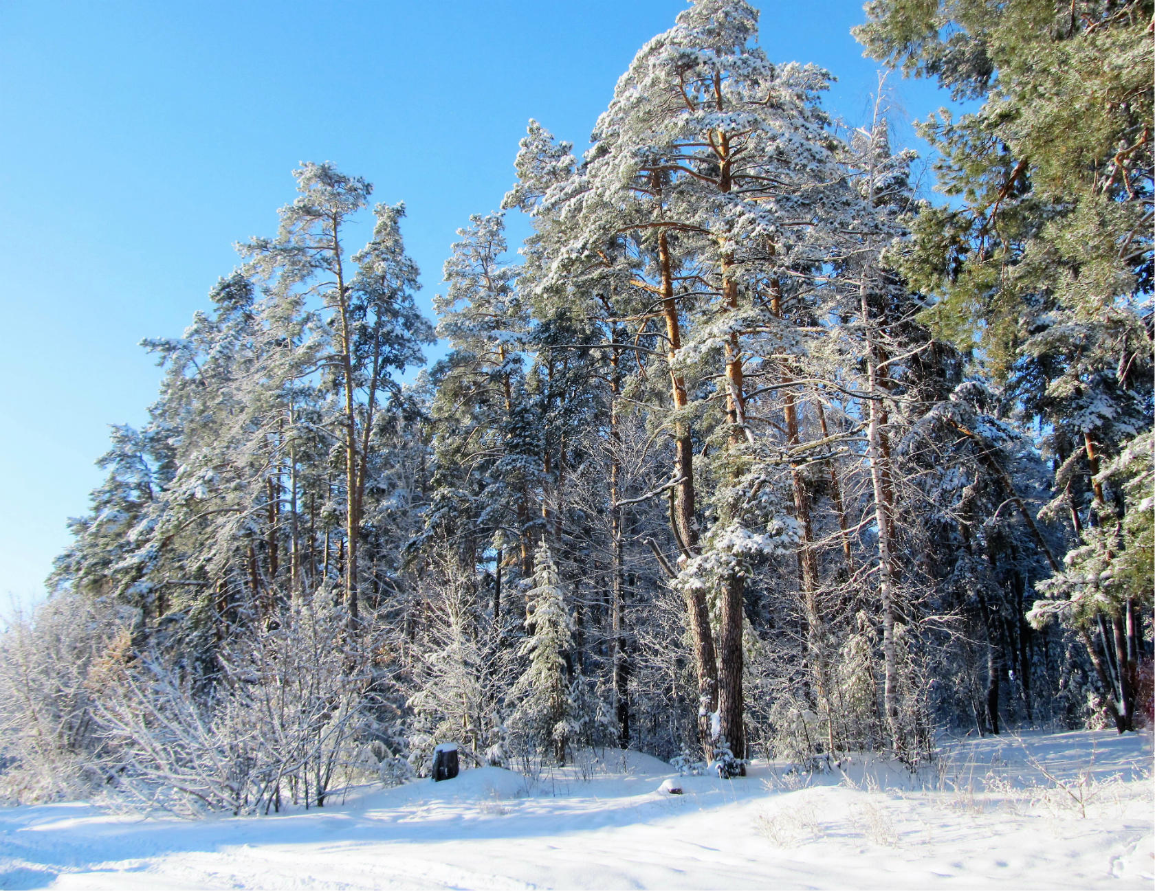 Фото Солотча