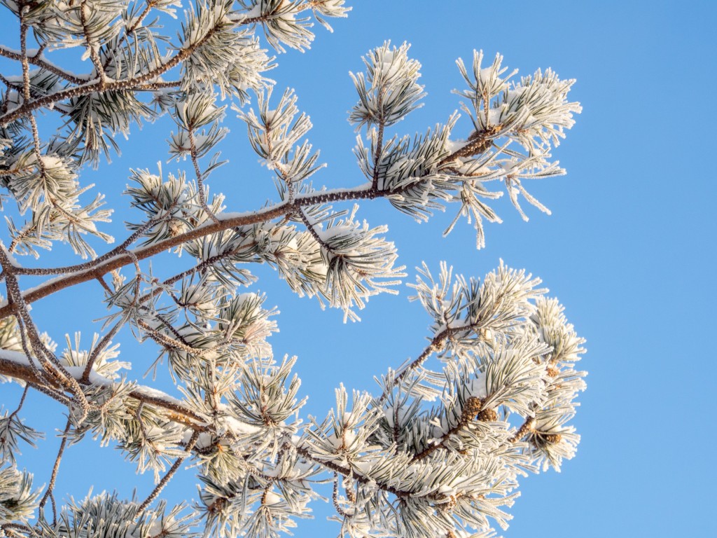 Фото Солониха