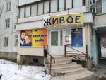 Живое 18+ (Severniy Microdistrict, Volkova Street, 3/1) ، متجر بيع البيرة