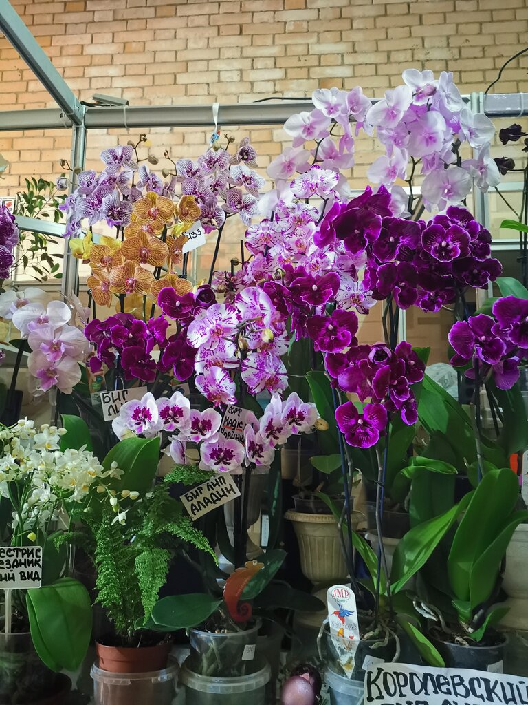 مركز الحديقة Floriculture and Gardening ، موسكو، صورة