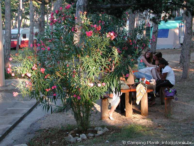 Фото Kamp Planik- Campsite