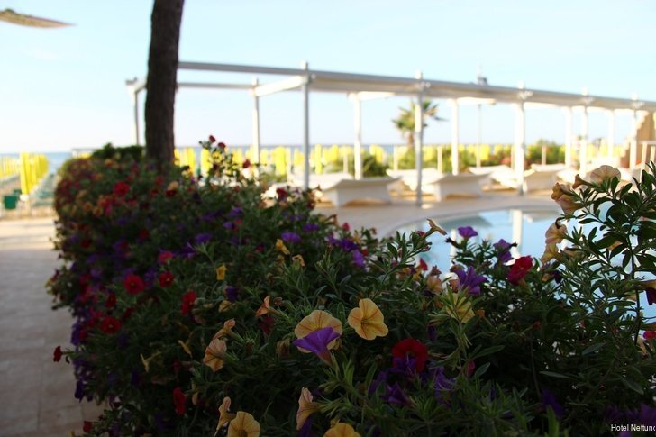 Фото Hotel Nettuno