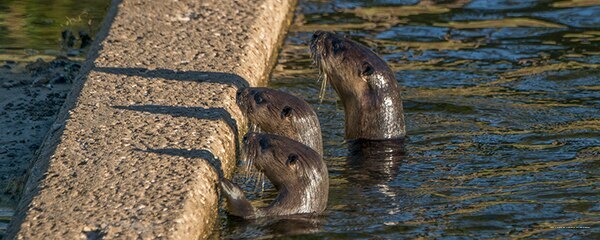 Фото Duo Milan Porta Nuova A Tribute Portfolio Hotel 