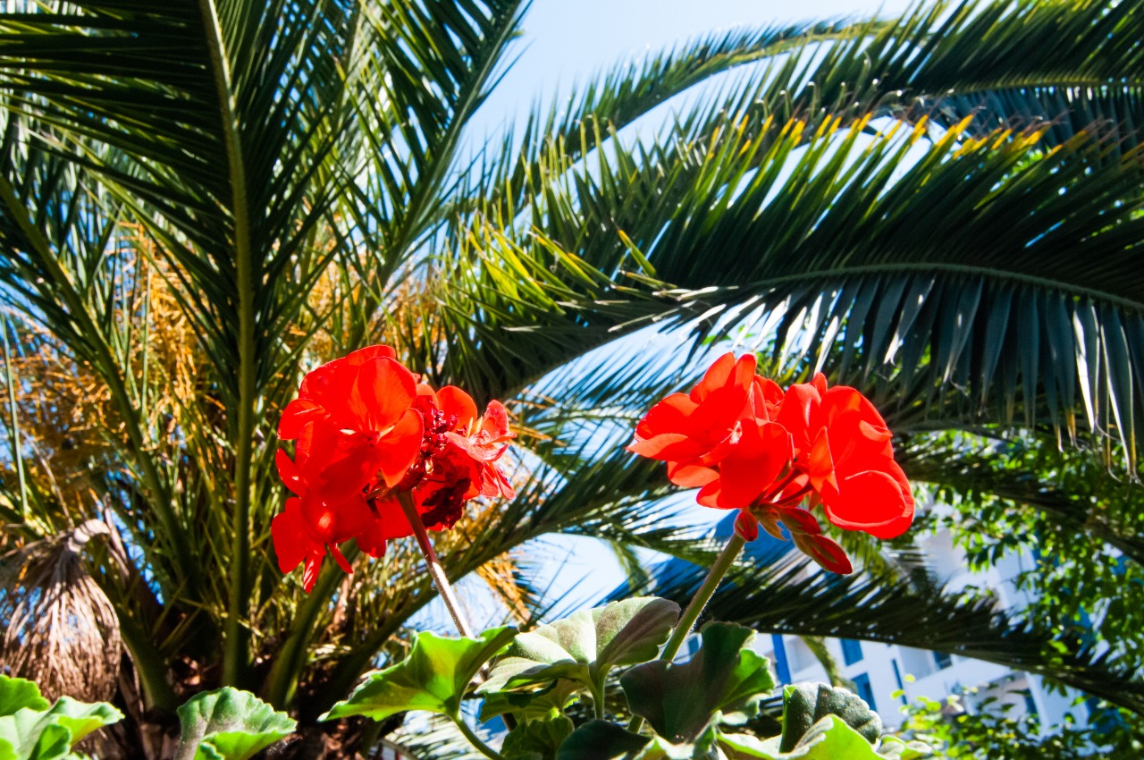 Фото Гранат