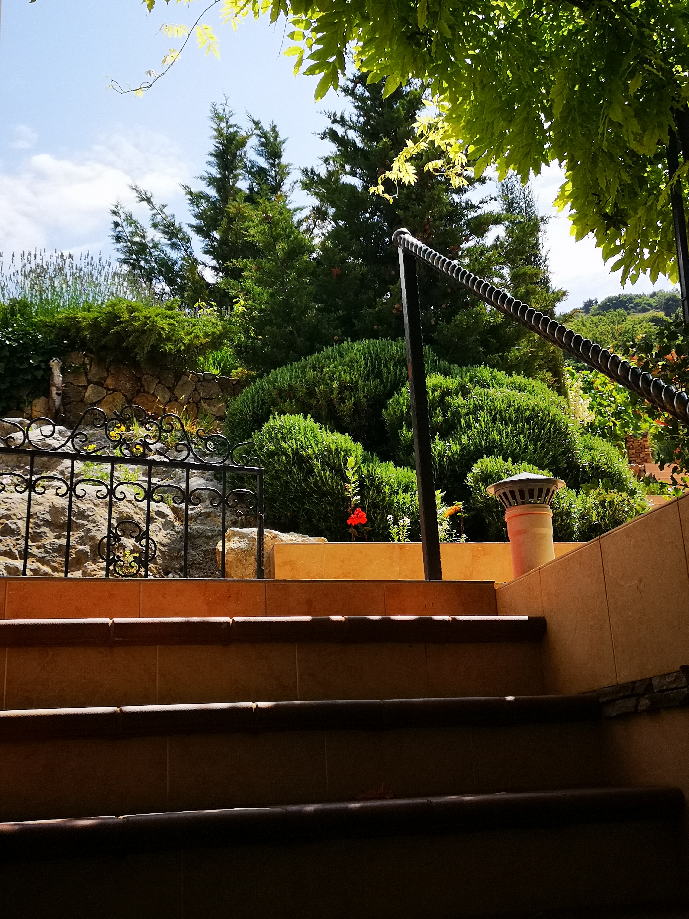 Фото Кипарис