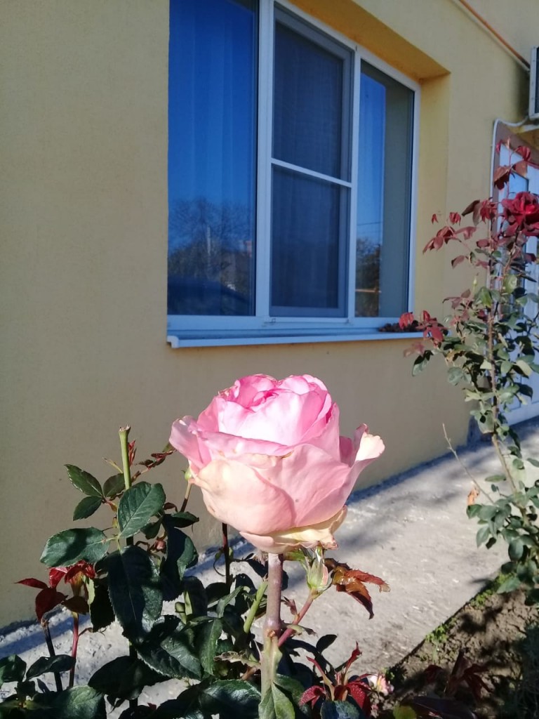 Фото Добрый Бобр