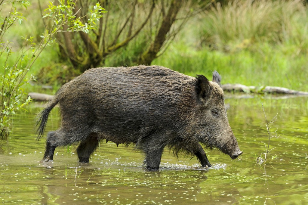 Фото Митричево