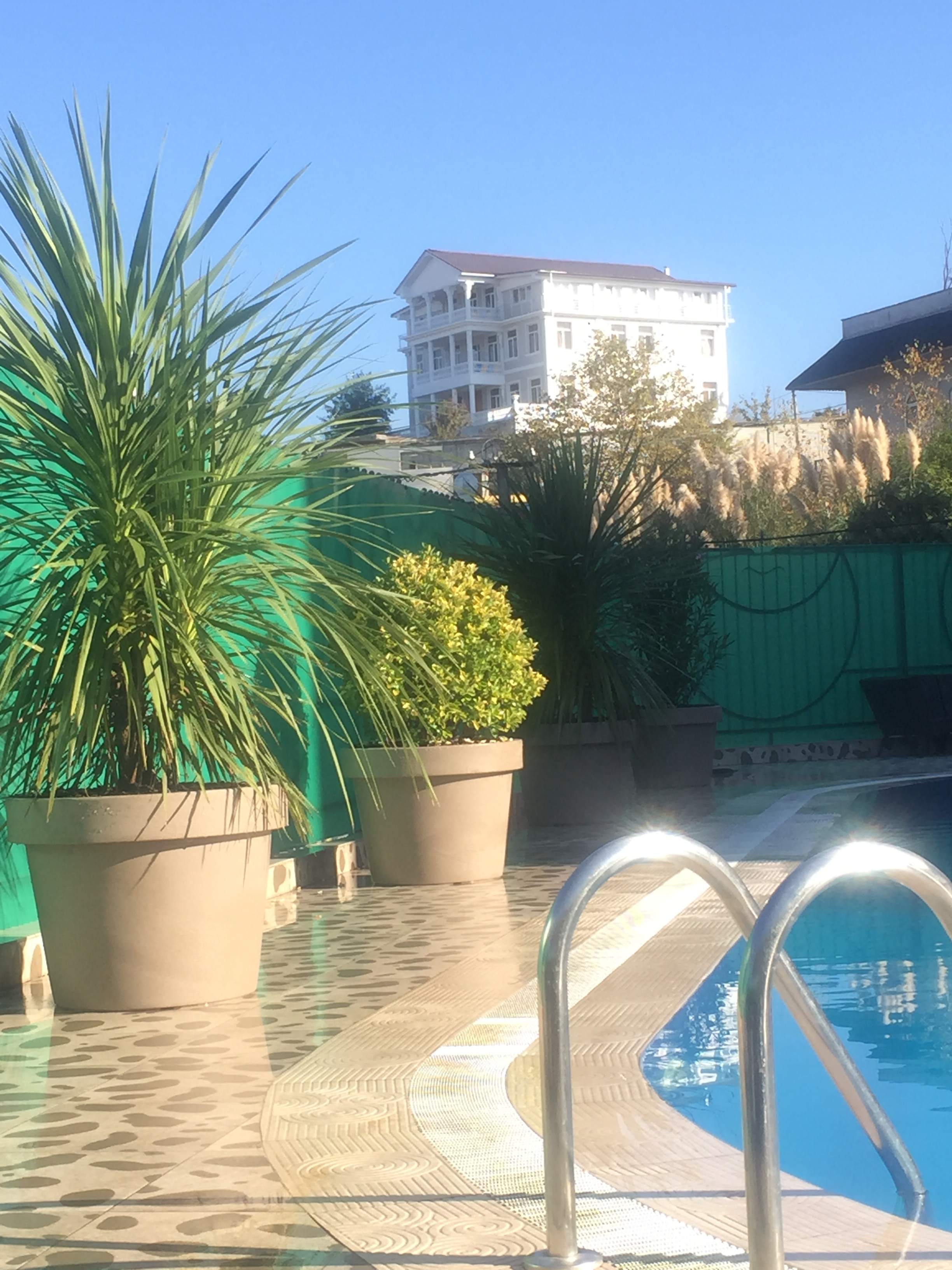 Фото Эдельвейс