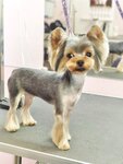 Зоосалон № 1 (Mira Street, 56с2), pet salon