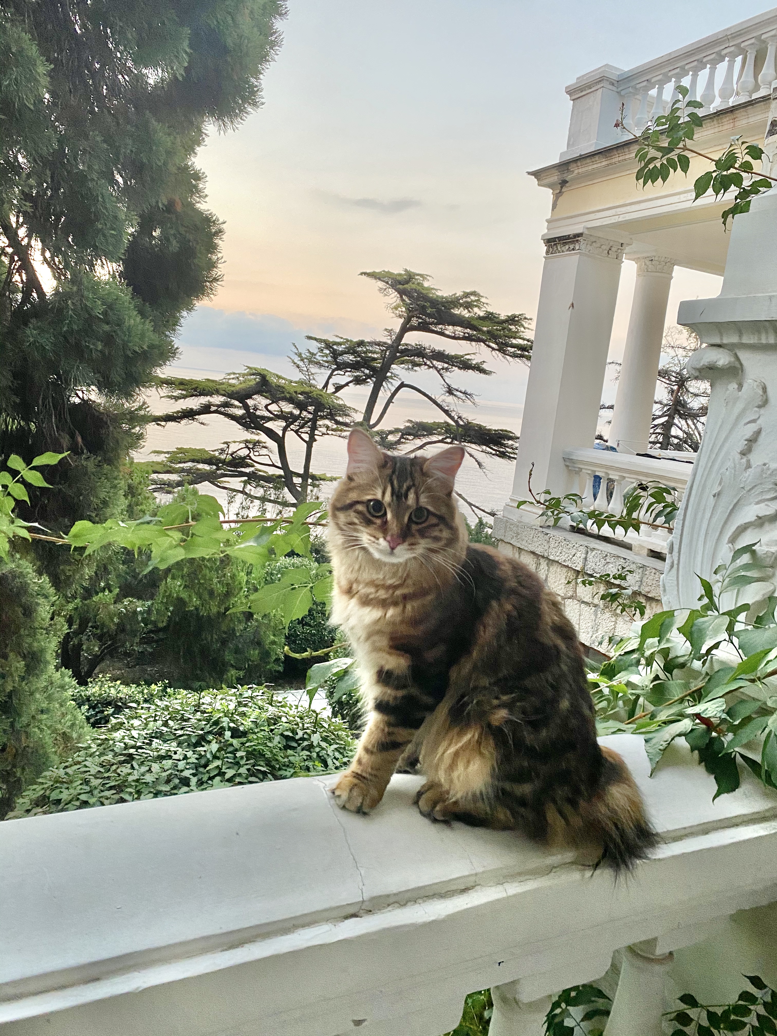 Фото Лиго Морская