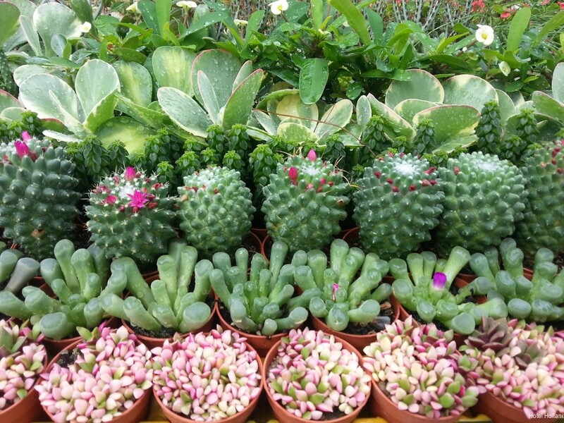 Фото Hotel Holland