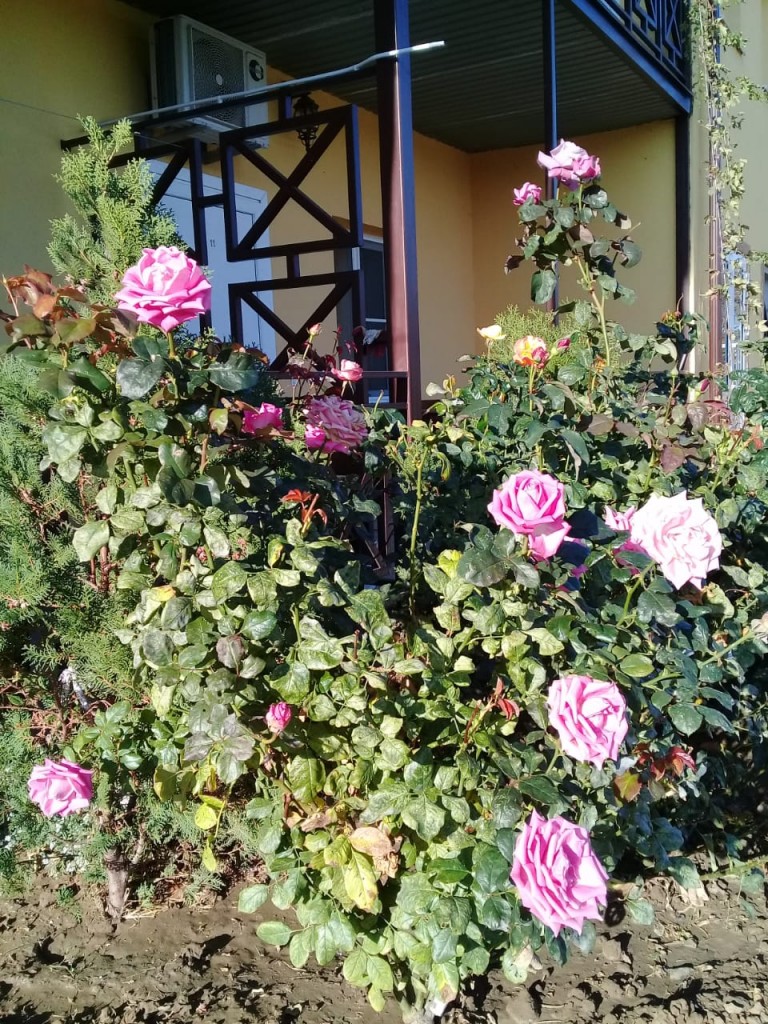 Фото Добрый Бобр