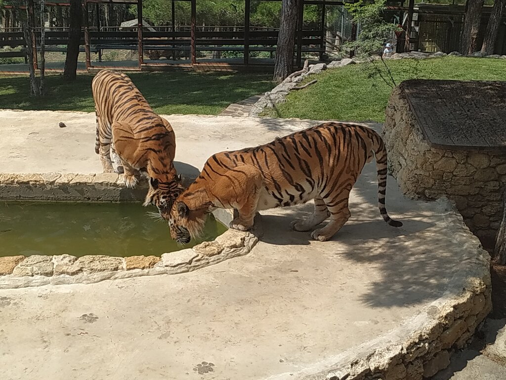 Зоопарк в геленджике сафари парк
