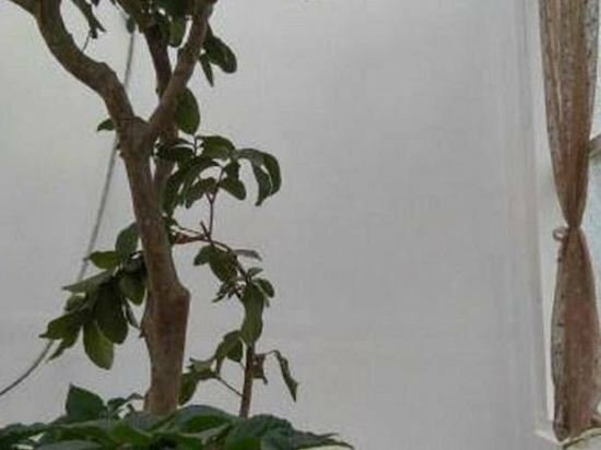 Hotel Lang Boho, Dalat, photo