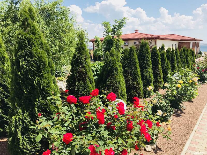 Фото Амидея