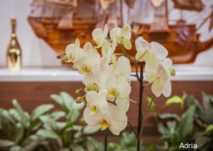 Фото Hotel Tq Plaza