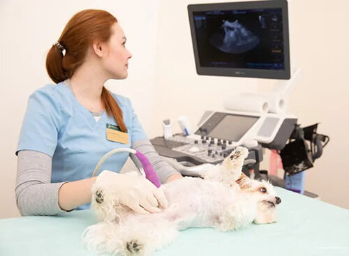 Прайд, ветеринарная клиника, ул. Уточкина, 3, корп. 2, Санкт-Петербург ...