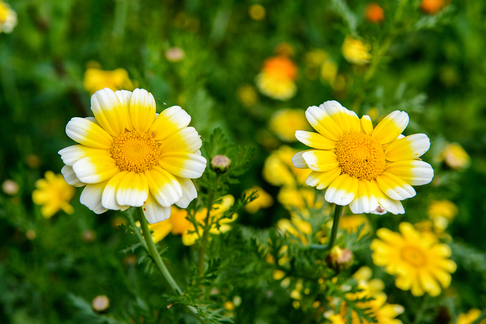 Фото Космонавт