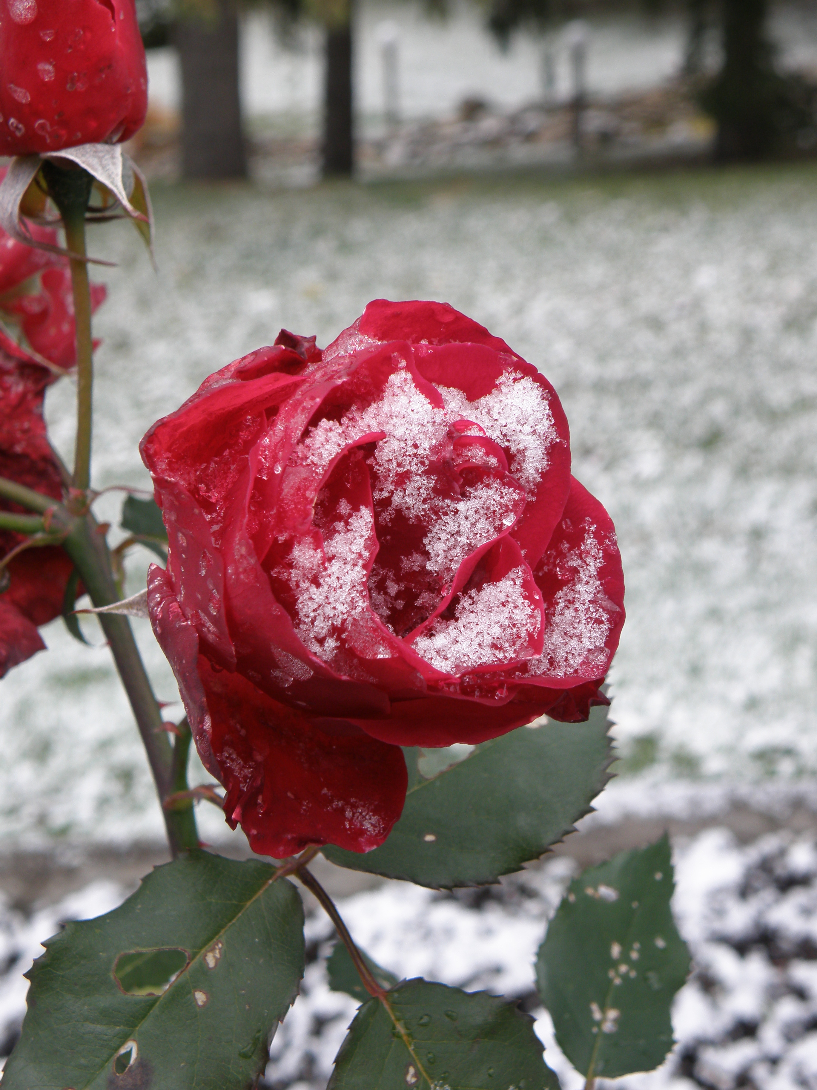 Фото Сосновый бор