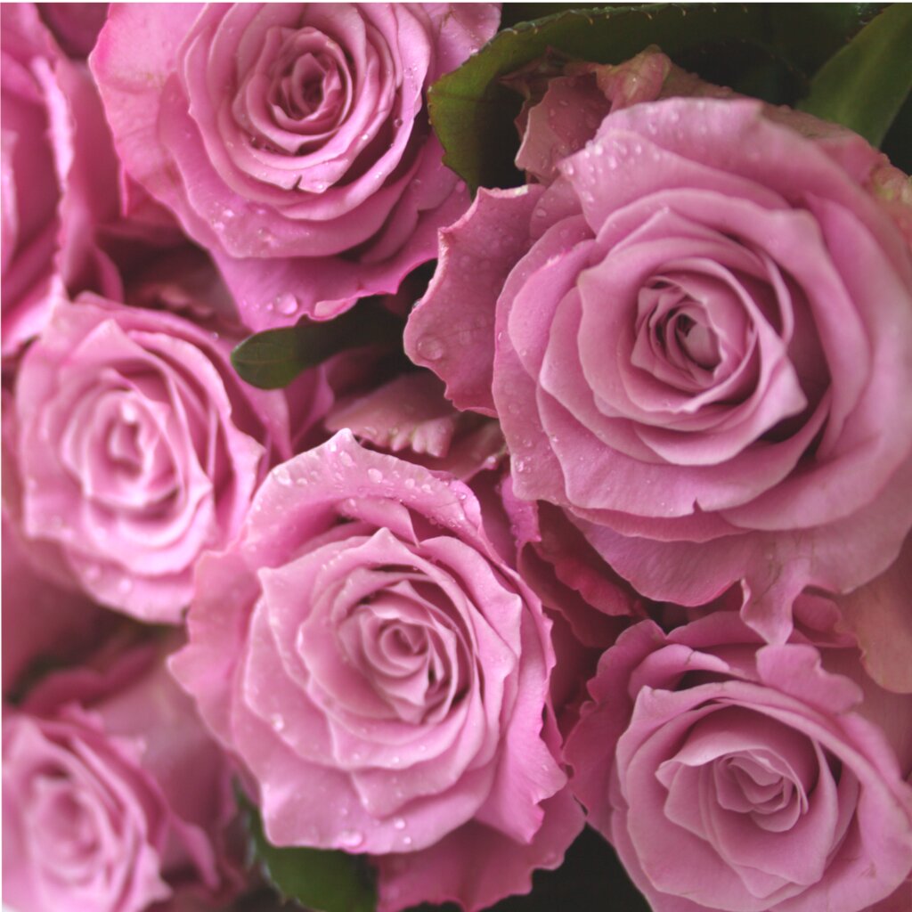 Доставка цветов минск донна роза магазин цветов в спб с доставкой