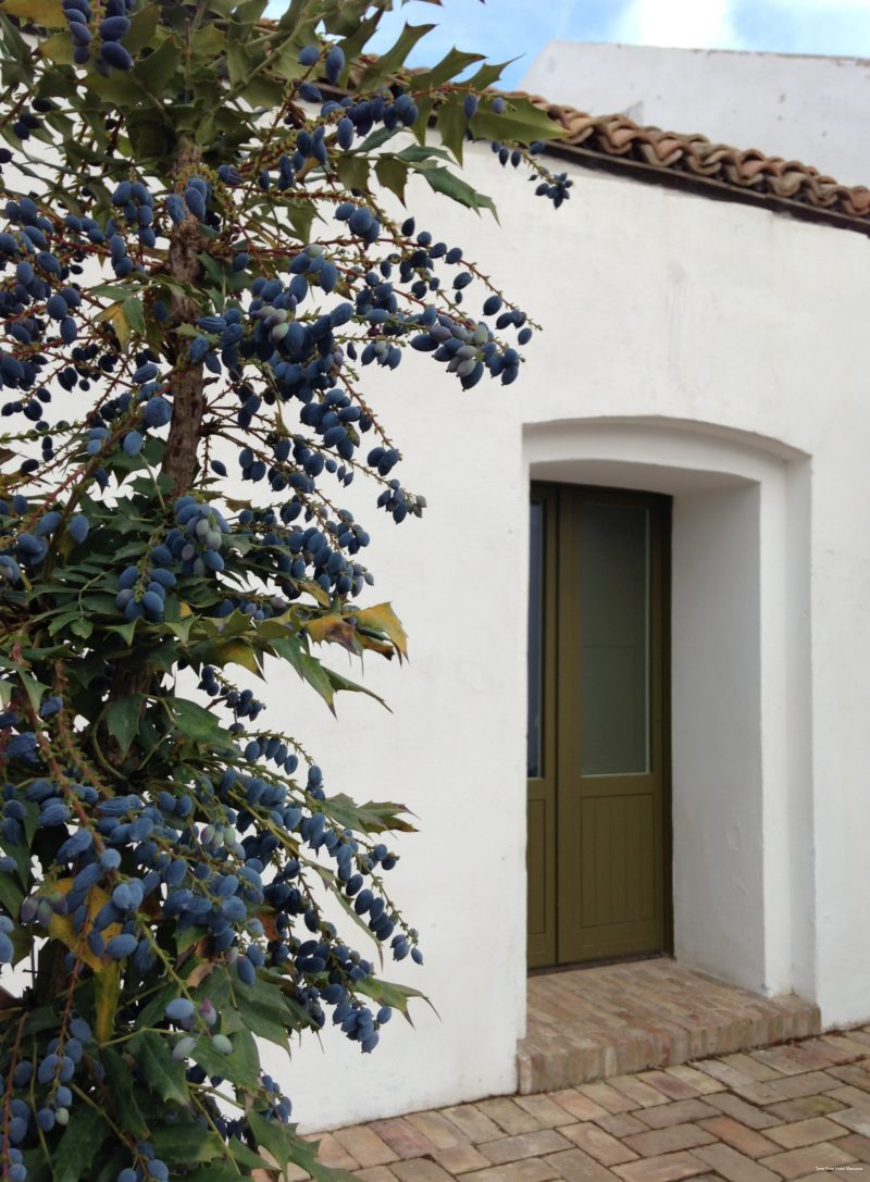 Фото Torre Fiore Hotel Masseria