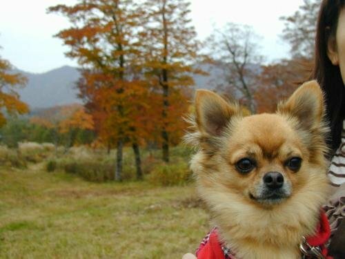 Гостиница Hanakirin в Префектуре Фукусима