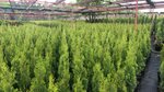 ГК Никольский питомник (село Никольское, Сенная улица, 7), plant nursery
