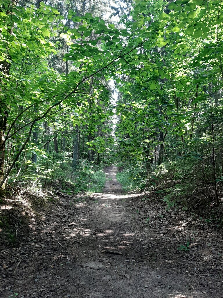 Nature reserve Respublikanski bijalahičny zakaznik Hliebkaŭka, Minsk District, photo