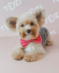 Tezi (Serpukhovsky Val Street, 20), pet salon
