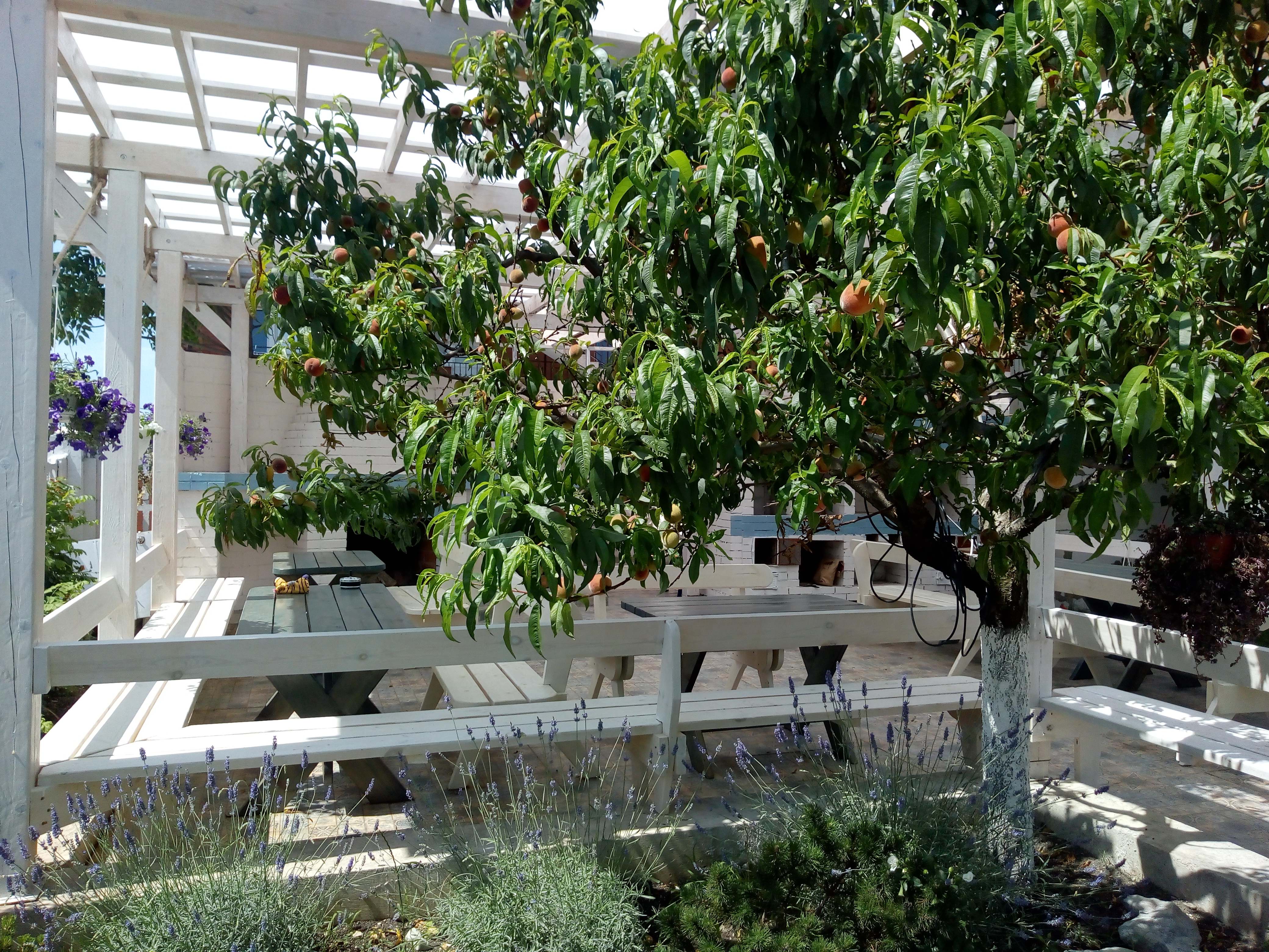 Фото Континент Резорт