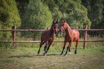Частная конюшня (derevnya Bukaryovo, 20) ، ركوب الخيل